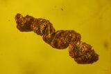 Large Fossil Ant, a Fly and a Coprolite in Baltic Amber #170054-1